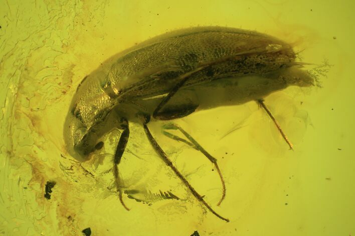 Detailed Fossil Beetle (Coleoptera) In Baltic Amber #84611